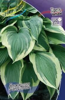 Купить оптом в Ботанике Хоста Антиох 2 шт