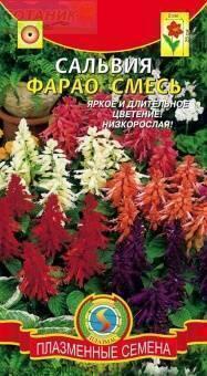 Купить оптом в Ботанике семена Сальвия Фарао смесь Плз бренд Плазмас