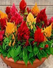 Выращивание целозий в саду