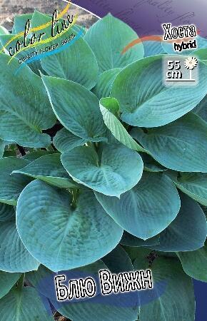Купить оптом в Ботанике Хоста Блю Вижн 1 шт