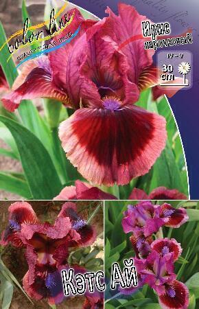 Купить оптом в Ботанике Ирис Кэтс Ай 50 шт