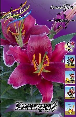 Купить оптом в Ботанике Лилия Кисспруф 7 шт