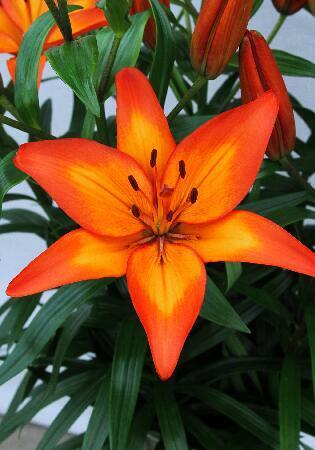 Купить оптом в Ботанике Лилия Фиамма 10 шт