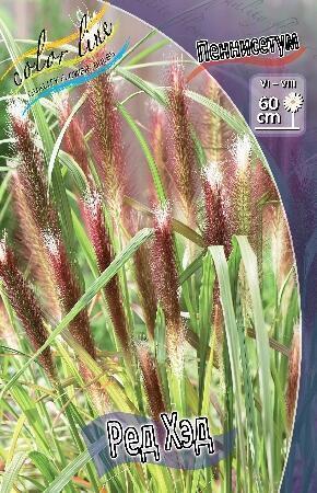 Купить оптом в Ботанике Пеннисетум Ред Хэд 2 шт