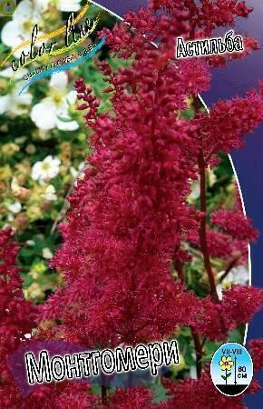 Купить оптом в Ботанике Астильба Монтгомери 50шт