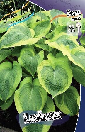 Купить оптом в Ботанике Хоста Клаймакс 1 шт