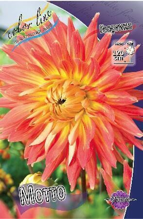 Купить оптом в Ботанике Георгина Мотто 1 шт кактусовые