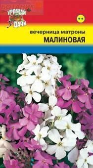Купить оптом в Ботанике семена Вечерница Матроны смесь УУ бренд Урожай Удачи