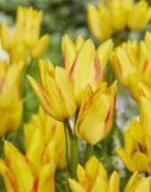 Тюльпан Роял Джоржет