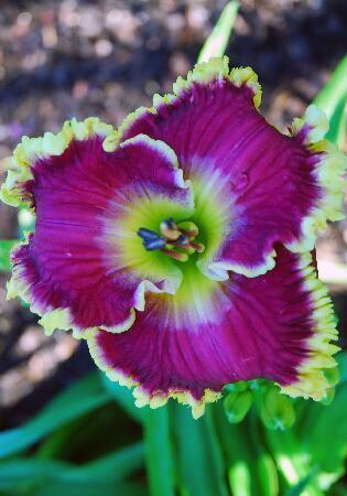 Купить оптом в Ботанике Лилейник Малберри Фризз 25 шт