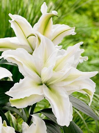 Купить оптом в Ботанике Лилия Анника 5 шт