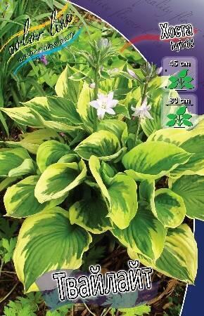 Купить оптом в Ботанике Хоста Твайлайт 25 шт