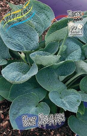 Купить оптом в Ботанике Хоста Биг Дадди 1 шт