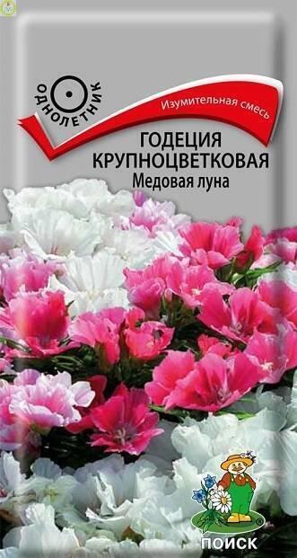 Купить оптом в Ботанике семена Годеция Медовая луна Поиск бренд Поиск