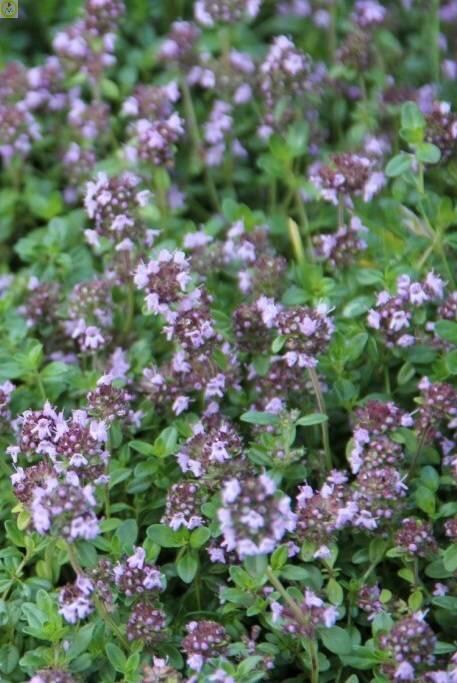 Купить оптом в Ботанике семена Тимьян Медок ЗС бренд Золотая сотка