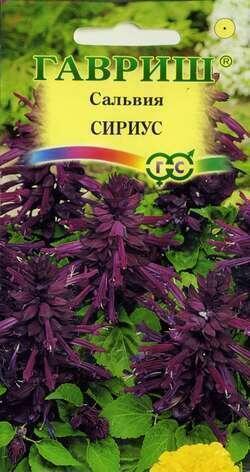 Купить оптом в Ботанике семена Сальвия Сириус карликовая Гав бренд Гавриш