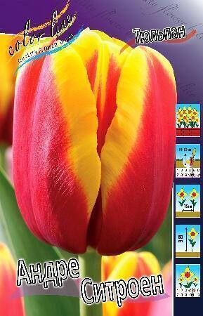 Купить оптом в Ботанике Тюльпан Андре Ситроен 8 шт
