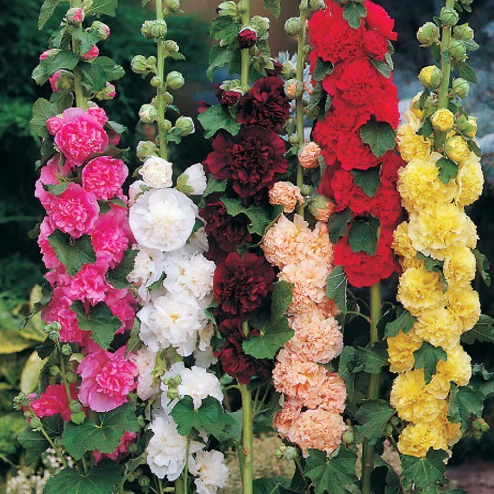 Купить оптом в Ботанике семена Шток-роза Четерс смесь Акв бренд Акварель