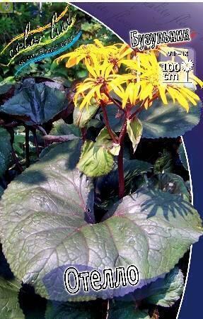 Купить оптом в Ботанике Бузульник Отелло 2 шт 