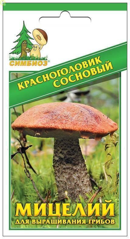 Купить оптом в Ботанике семена Красноголовик сосновый Сим бренд НПМЛ СИМБИОЗ