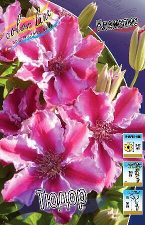 Купить оптом в Ботанике Клематис Тюдор 2 шт