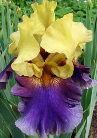 Купить оптом в Ботанике Ирис Джурасик Парк 1шт 