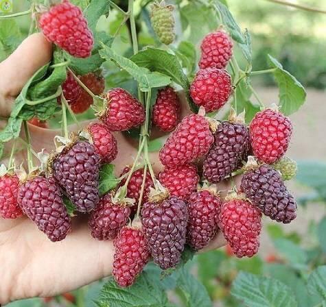 Купить оптом в Ботанике Ежевично-малиновый гибрид Тайберри