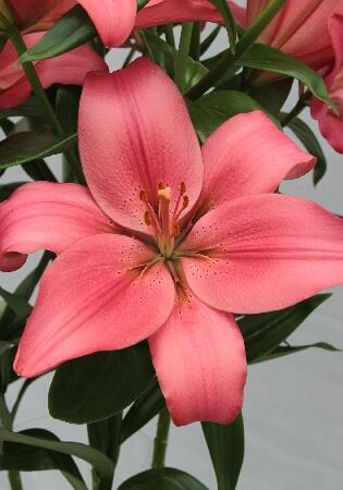 Купить оптом в Ботанике Лилия Манадо 10 шт