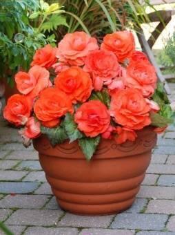 Купить оптом в Ботанике Бегония Суперба лосесевая 5 шт