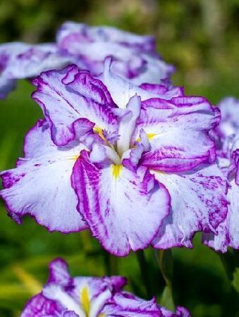 Купить оптом в Ботанике Ирис Арлекинеск 1 шт