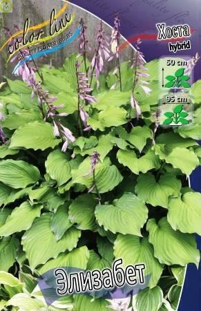 Купить оптом в Ботанике Хоста Элизабет 2 шт 