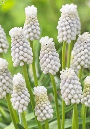 Купить оптом в Ботанике Мускари Сибериан Тайгер 10 шт