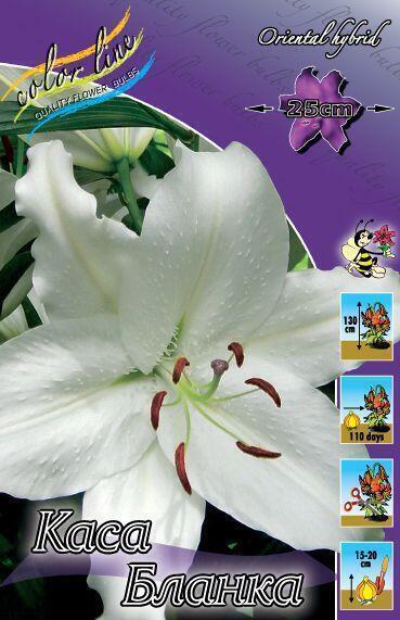 Купить оптом в Ботанике Лилия Каса Бланка 7 шт