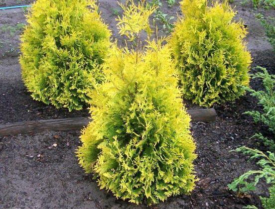 Купить оптом в Ботанике Туя западная Санкист P9