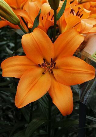 Купить оптом в Ботанике Лилия Риверсайд 10 шт