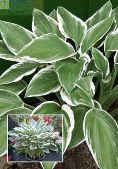 Купить оптом в Ботанике Хоста Том Шмид 25 шт