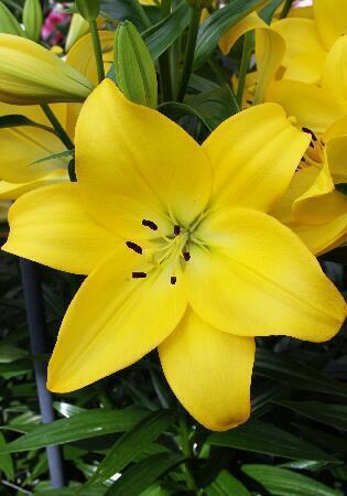 Купить оптом в Ботанике Лилия Малеско 10 шт