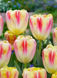 Тюльпан Букингем.