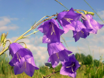 Семена Колокольчика