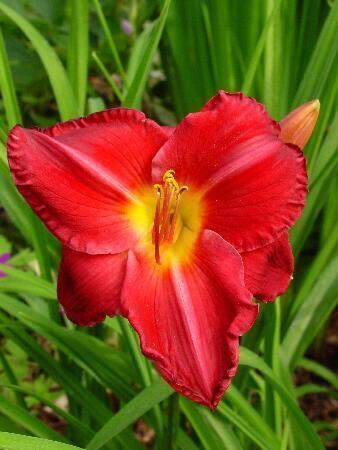 Купить оптом в Ботанике Лилейник Чарльз Джонсон 2 шт