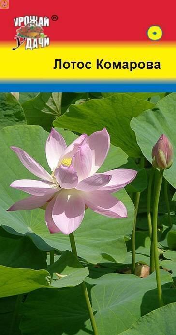 Купить оптом в Ботанике семена Лотос Комарова УУ бренд Урожай Удачи