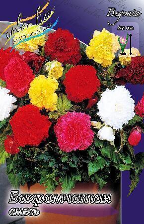 Купить оптом в Ботанике Бегония Бахромчатая смесь 5/6 50