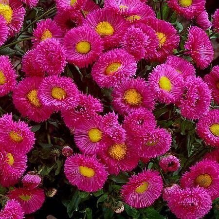 Купить оптом в Ботанике семена Эригерон Розовое сокровище СиО бренд Сад и огород