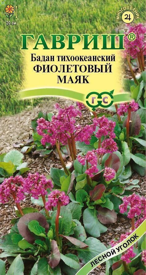 Купить оптом в Ботанике семена Бадан Фиолетовый маяк тихоокеанский Гав бренд Гавриш