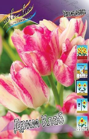 Купить оптом в Ботанике Тюльпан Дрим Клаб 7 шт