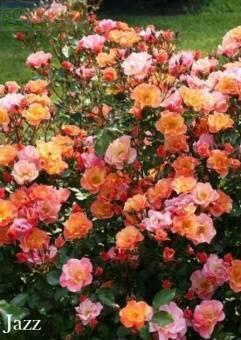 Купить оптом в Ботанике Роза Джаз 1 шт почвопокровная