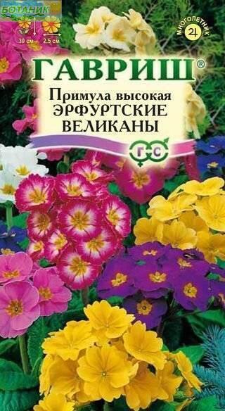 Купить оптом в Ботанике семена Примула Эрфуртские великаны высокая Гав бренд Гавриш