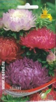 Купить оптом в Ботанике семена Астра Адажио смесь ССО бренд Сортсемовощ