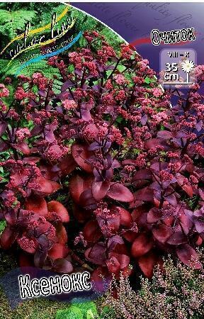 Купить оптом в Ботанике Очиток Ксенокс 1 шт