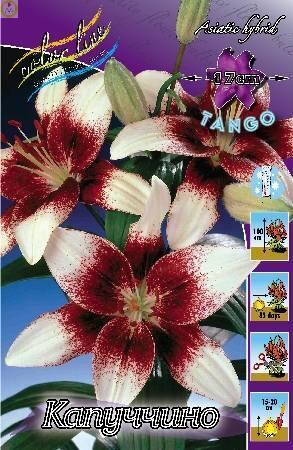 Купить оптом в Ботанике Лилия Капуччино 3 шт